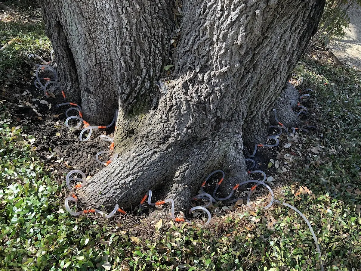Detailed Shrub and Hedge Trimming job site in Cross Plains