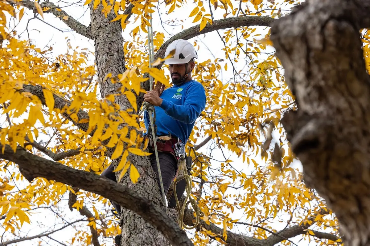 Skilled Tree Pruning crew working in Cross Plains